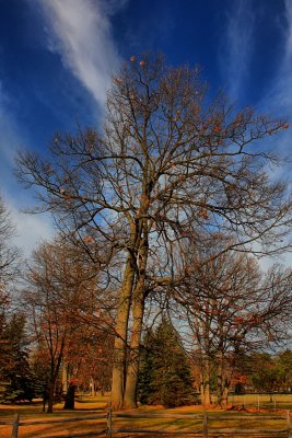 Late Autumn Tree in HDRDecember 5, 2011
