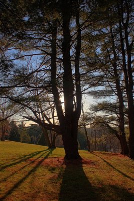 Pine Tree Shadows in HDRDecember 11, 2011