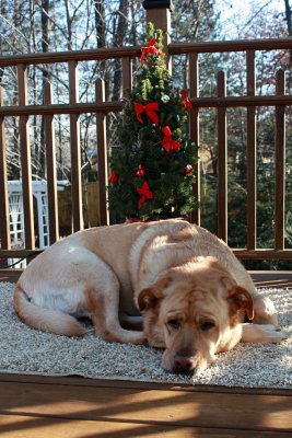 Glinda and Outdoor TreeDecember 13, 2011