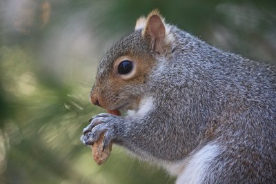 Squirrel Eating PeanutDecember 19, 2011