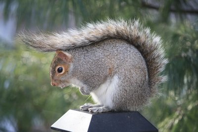 SquirrelJanuary 4, 2012