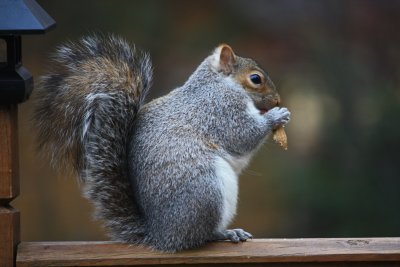 Squirrel EatingJanuary 10, 2012