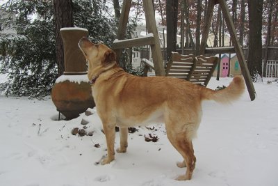 Glinda Looking for SquirrelsJanuary 21, 2012