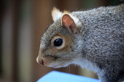 Squirrel CloseupJanuary 24, 2012