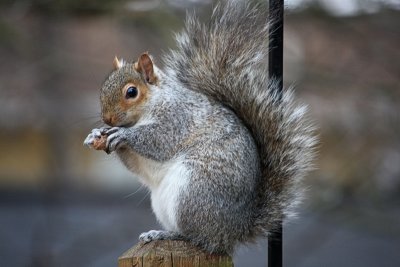 Squirrel EatingFebruary 2, 2012