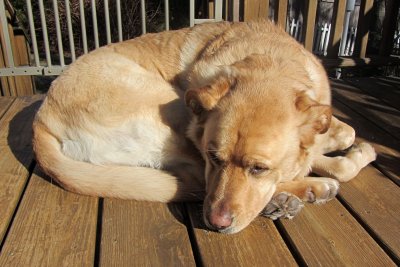 Glinda Sleeping on DeckFebruary 6, 2012