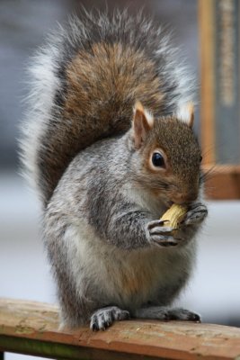 Squirrel Eating PeanutFebruary 13, 2012