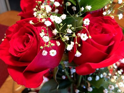 Closeup of Roses<BR>February 17, 2012
