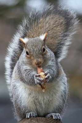Squirrel EatingFebruary 29, 2012