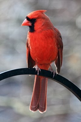 CardinalMarch 13, 2012