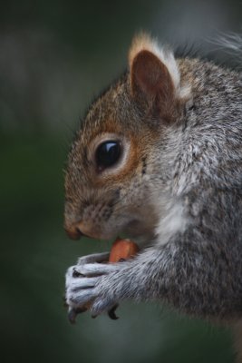 Squirrel CloseupMarch 16, 2012