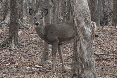 White Tail DeerMarch 19, 2012