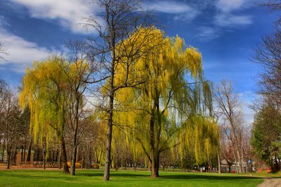 Willow Trees in HDRMarch 25, 2012