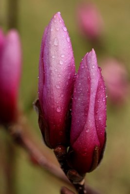 Waterdrops on Magnolia MacroMarch 28, 2012