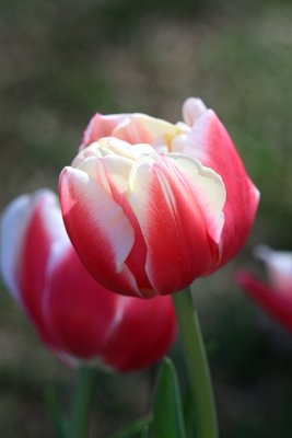 Red Tulip MacroApril 3, 2012