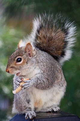 Squirrel CloseupApril 6, 2012