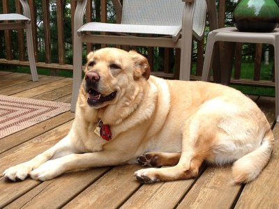 Glinda on the Deck<BR>May 14, 2012