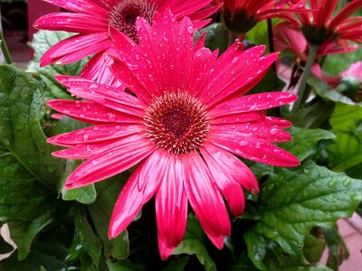 Waterdrops on Red Daisy<BR>May 15, 2012