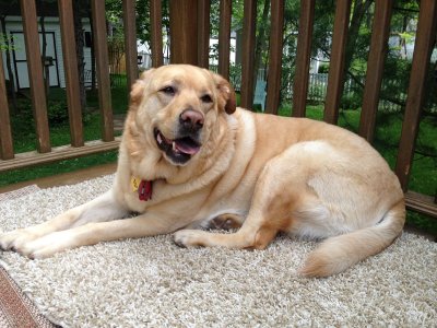 Glinda on the Deck<BR>May 13, 2012