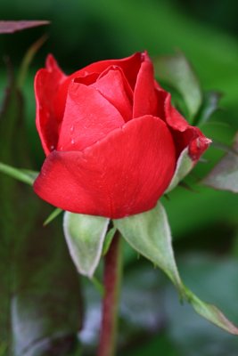 Red Rose MacroMay 30, 2012