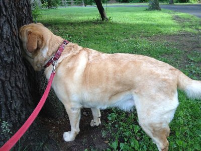 Glinda Looking for Chipmunk