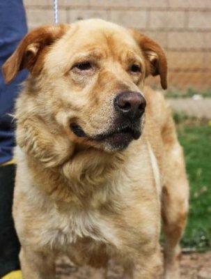 Glinda/Ellie at Georgia Shelter