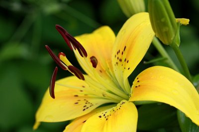 Day LilyJune 26, 2012