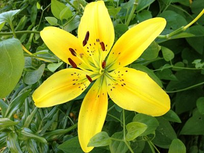 Day LilyJuly 6, 2012