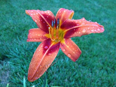 Tiger Lily with WaterdorpsJuly 27, 2012