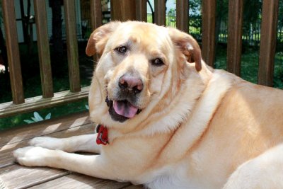 Glinda Enjoying the Deck<BR>July 30, 2012