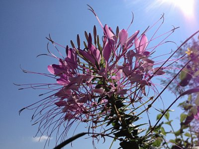 Flower With Sky BackgroundAugust 2, 2012