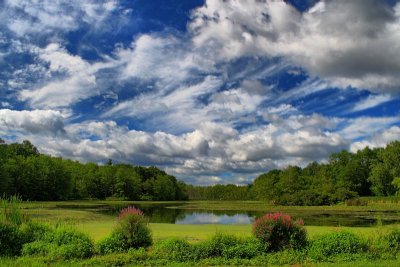 Local Pond in HDR<BR>August 6, 2012