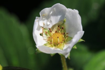 Strawberry Flower/Bud Macro<BR>August 22, 2012