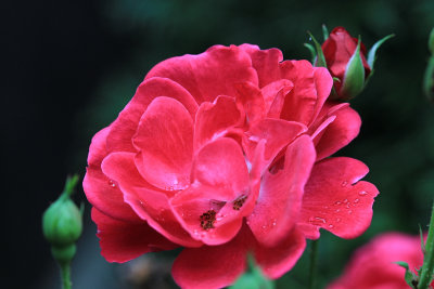 Red Rose MacroSeptember 4, 2012