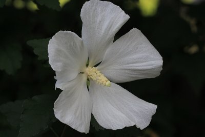 White Flower MacroSeptember 7, 2012