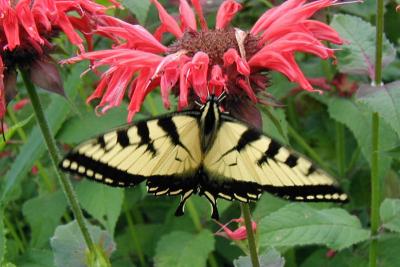 Eastern Tiger Swallowtail