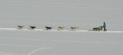 Dog Sled on Mirror Lake