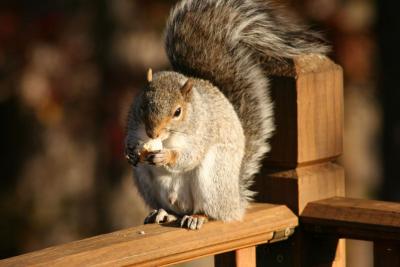 Squirrel eating bread on our deck railing