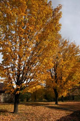 Cook Park Trees in Autumn