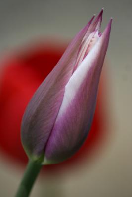 Purple Tulip with Red Tulip behind