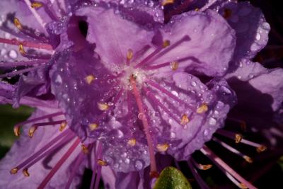 Purple Flower with Water Drops