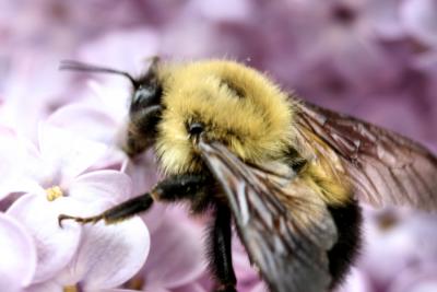 May 9, 2006Bumble Bee