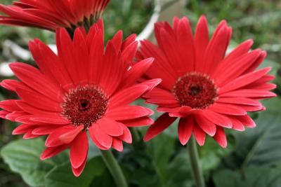 Red Daisys