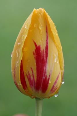 Yellow Tulip