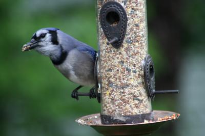 Blue Jay on Feeder