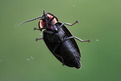 Beetle macro from inside glass door