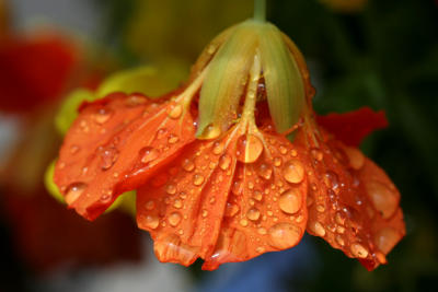 June 28, 2006Nasturtium