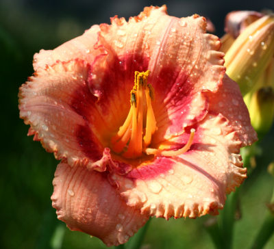 July 17, 2006Day Lilly