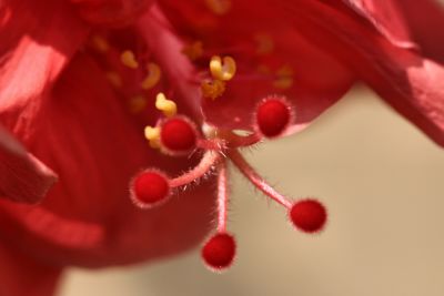 July 18, 2006<BR>Red Hibiscus Macro