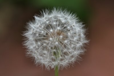 July 27, 2006Dandelion